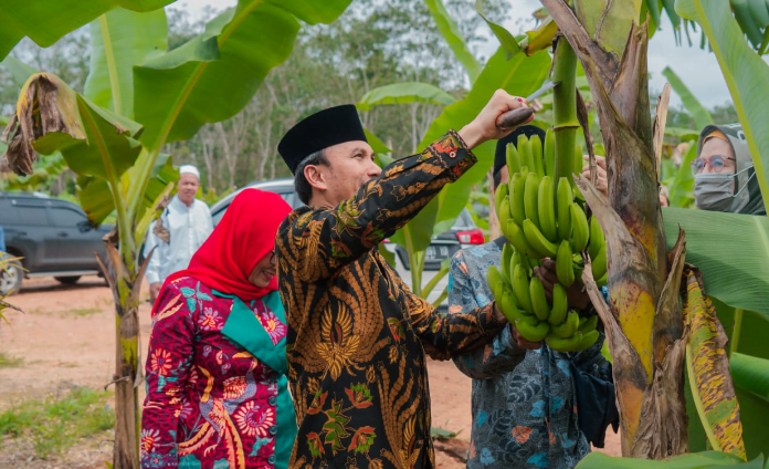 Panen Pisang